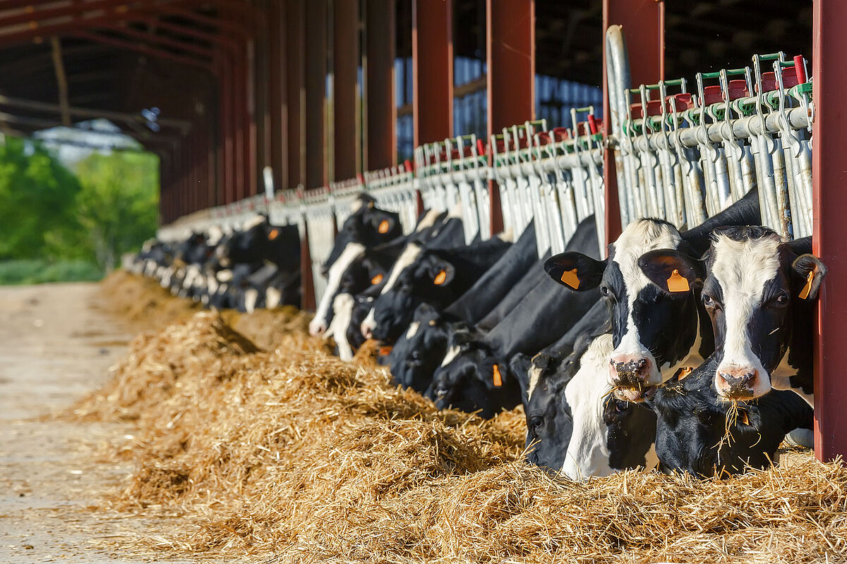 Cows eating hay after feed analysis.